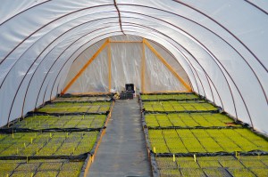 Colorado Wholesale nursery